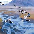 Still from the documentary "Winged Migration" screening on Oct. 4 at the Harbor Theater. Courtesy of the venue