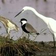 A second still from the documentary, "Winged Migration," screening Oct. 4 at the Harbor Theater. Courtesy of the venue