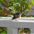 The authors were delighted when a late-for-the-season American restart joined the party at the cheery yellow plant. Courtesy of Jeff Wells