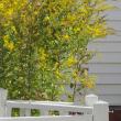 The enormous goldenrod that has attracted so much life at the authors' porch. Courtesy of Jeff Wells
