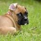 Dog Friendly Vacation Rentals Cottages