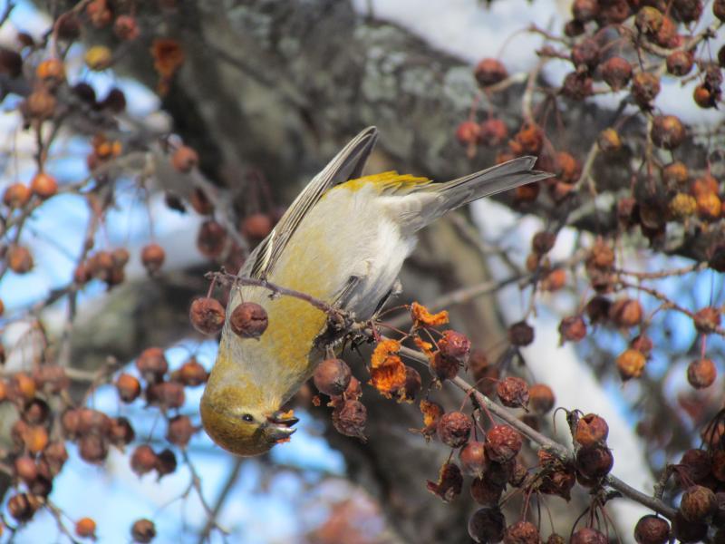 The authors were surprised to hear and see pine grosbeaks (female, shown) on a recent walk. Much earlier than expected for these northern finches. Courtesy of Jeff and Allison Wells