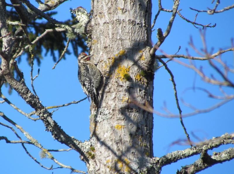 Although most yellow-bellied sapsuckers migrate south for the winter, a few individuals stay, like this one photographed on Matinicus Island in January a few years ago. Courtesy of Jeff Wells