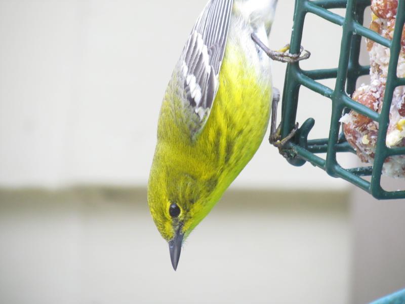 Pine warblers are one of two regular warblers who winter in small numbers in Maine. They are most often spotted feeding on suet at  backyard bird feeders like this one was, at a feeder in Boothbay several years ago. Courtesy of Jeff Wells