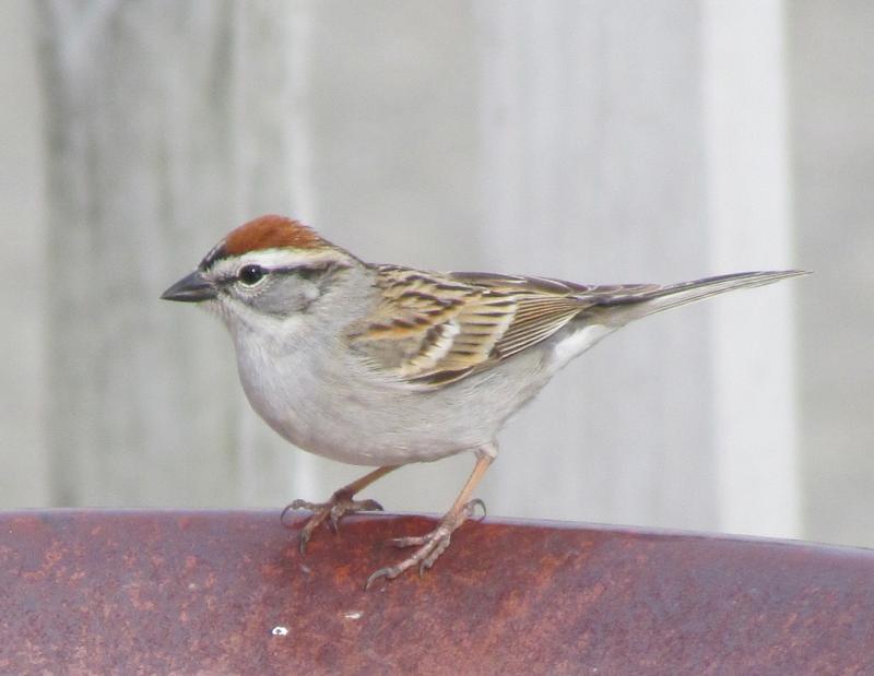 The trills of chipping sparrows can be heard in neighborhoods across Maine and the U.S., but recognizing their songs from other trillers can be tricky. Photo courtesy of Jeff Wells