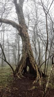 Appalachian Trail
