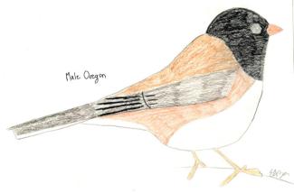 A male Oregon Dark-eyed Junco. The female looks very similar, but with a lighter head. Drawing courtesy Eliza Nickelson.