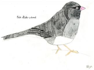 A male Slate-colored Dark-eyed Junco. The female tends to be lighter overall. Drawing courtesy Eliza Nickelson.