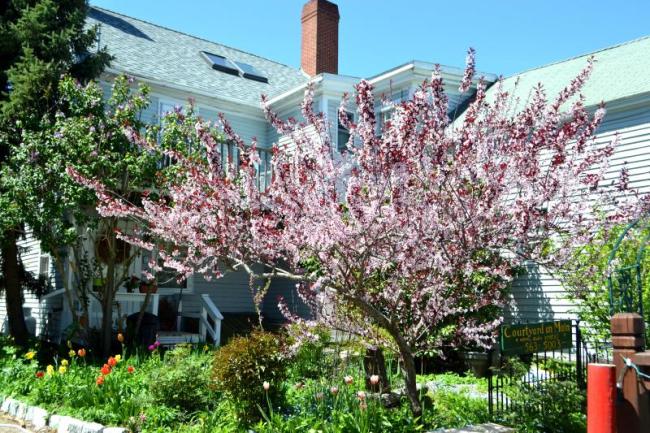 Peach Tree in Bloom