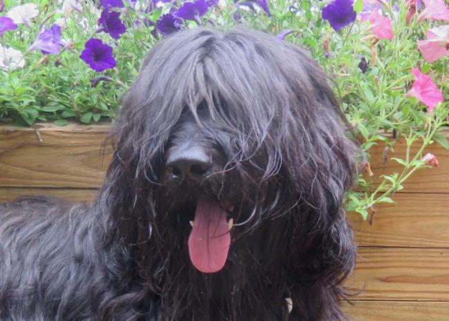Briard, Barnako