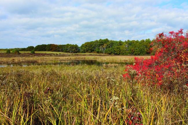 Naturalist Sarah Gladu will lead a guided hike at Salt Bay Farm in Damariscotta on Nov. 17. Courtesy of Coastal Rivers