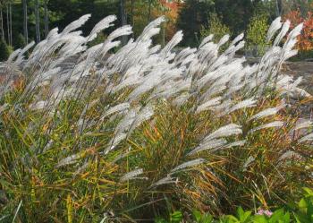 Ornamental grasses add beauty and drama to the landscape, no matter what the season. Courtesy of Barbara Freeman, Coastal Maine Botanical Gardens, Boothbay