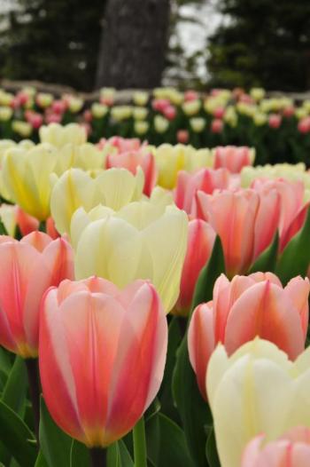 The deadline for ordering the varieties of bulbs that spring to life each year at Coastal Maine Botanical Gardens has been extended to mid-September. Courtesy of William Cullina