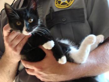 This kitten is now in the custody of jail employee employee Kyle Canada, Two bridges regional jail, wiscasset