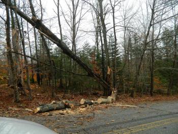 Some trees on Beechnut Hill Road in Wiscasset fell as a result of the high winds in area. Fortunately they didn’t take down any lines. CHARLOTTE BOYNTON/Wiscasset Newspaper 