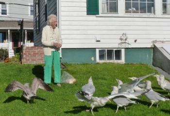 Florence Haggett's seagull friends flock to her side as she tosses their afternoon snack. Below: Florence Haggett now, in her living room, and then, a senior in high school in the 1930s. KATRINA CLARK/Boothbay Register Florence Haggett's seagull friends flock to her side as she tosses their afternoon snack. KATRINA CLARK/Boothbay Register
