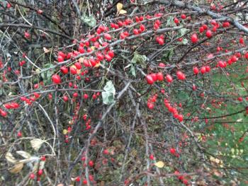 Winterberry. ALEX TOY/Boothbay Register