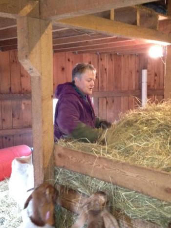 Marge Kilkelly has her goats’ attention as she gets them a hay snack. SUSAN JOHNS/Wiscasset Newspaper