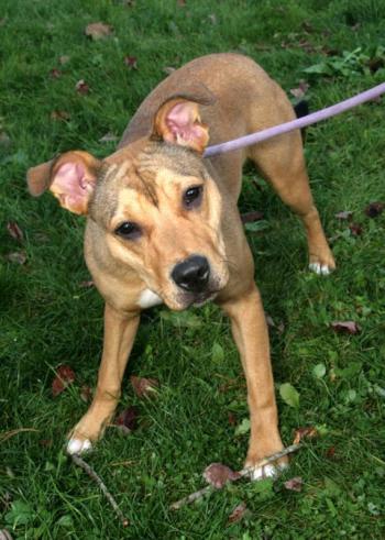 Lincoln County Animal Shelter has lovable pets, like Maya, available for adoption.
