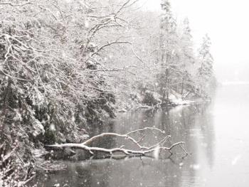 Snow-covered trees at the head of Lobster Cove. RYAN LEIGHTON/Boothbay Register