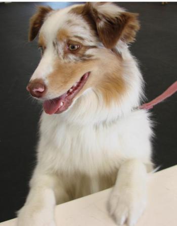 Leeloo takes a well-earned break from learning moves. SUSAN JOHNS/Wiscasset Newspaper