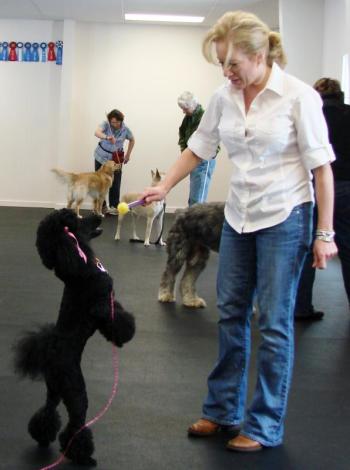 Bravo the miniature poodle  is on her toes for owner Lisa Best of Manchester. Bravo's also highly trained in nose work, Best said. SUSAN JOHNS/Wiscasset Newspaper