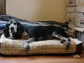 This senior dog, victim of a hit-and-run in Alna the night of May 21, is being treated at Woodbrook Animal Clinic in Wiscasset. SUSAN JOHNS/Wiscasset Newspaper