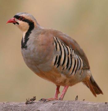 A Chukar. Courtesy of Mdf