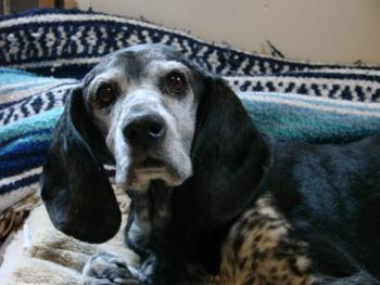 This senior dog, victim of a hit-and-run in Alna the night of May 21, is being treated at Woodbrook Animal Clinic in Wiscasset. SUSAN JOHNS/Wiscasset Newspaper