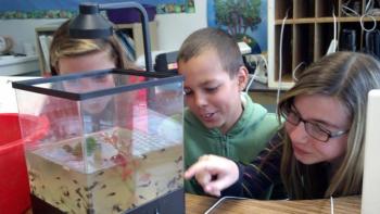 Sixth graders, left to right, Paige Adams, Josh Gabriele and Sam Myers watch the progress of the changing pollywogs. Courtesy of the Wiscasset Middle School