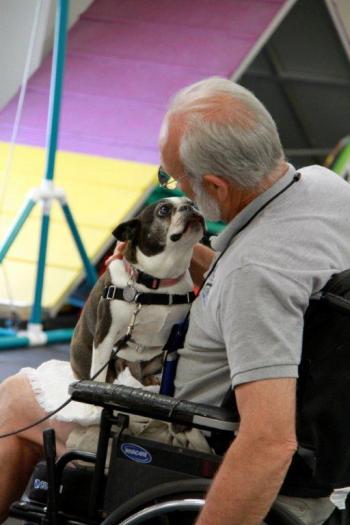 Lexi, the Boston Terrier owned by Holly Fulmer, charms evaluator Steve Seekins during her evaluation. Gracie, the Old English Sheepdog owned by Lisa Cushman, greets Therapy Dog International evaluator Naomi Howe during the test at Positively Best Friends. Courtesy of Lisa Best Lexi, the Boston Terrier owned by Holly Fulmer, charms evaluator Steve Seekins during her evaluation. Courtesy of Lisa Best