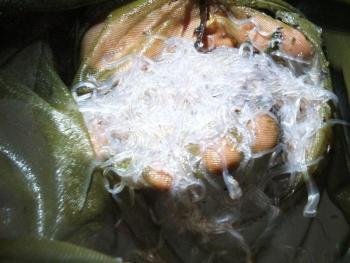Dan Rizza of Newport displays one night's yield of elver eels caught at Mill Cove in Boothbay Harbor. RYAN LEIGHTON/Boothbay Register