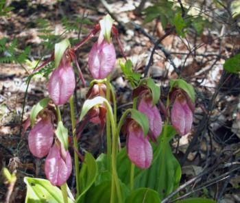 This bunch of pink lady slippers is tucked away at the home of Adrianna and Richard Ortisi-Best near the most southwest point in Edgecomb. KATHY ONORATO/Wiscasset Newspaper