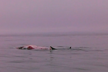 Clip from Ryan Casey's video of a great white shark feeding on a whale carcass near Damariscove Island on July 30. 
