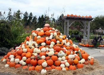 Piled into a pyramid, floating in a fountain, and appearing just about everywhere, a plethora of pumpkins and other gourds will help the Gardens make the transition to autumn and its brilliant colors. Piled into a pyramid, floating in a fountain, and appearing just about everywhere, a plethora of pumpkins and other gourds will help the Gardens make the transition to autumn and its brilliant colors.