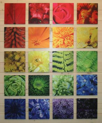The exhibit “Color Study: Macro” displays a spectrum of plant close-ups by members of the Gardens’ Photography Club. Courtesy of Barbara Freeman The exhibit “Color Study: Macro” displays a spectrum of plant close-ups by members of the Gardens’ Photography Club. Courtesy of Barbara Freeman