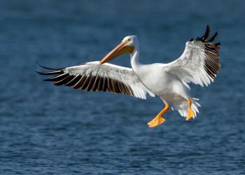 American white pelican. Manjith Kainickara photo