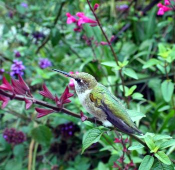 Hungry hummingbirds are taking advantage of nectar-rich plants at Coastal Maine Botanical Gardens to prepare for their fall migration. Courtesy of Barbara Freeman Hungry hummingbirds are taking advantage of nectar-rich plants at Coastal Maine Botanical Gardens to prepare for their fall migration. Courtesy of Barbara Freeman
