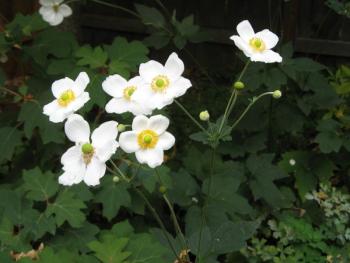 Japanese anemone. Wikimedia Commons