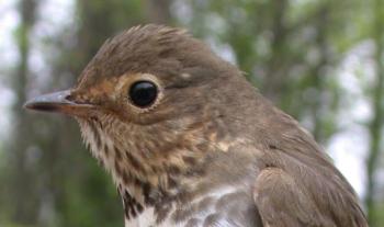 A Swainson’s thrush. Courtesy of David Bonter