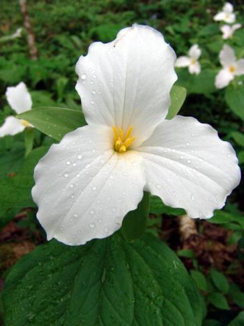 Gorgeous photos of plants, like this trillium by William Cullina, instructor of “After the Shutter Closes,” are just one type of image that can be enhanced and managed to great advantage. Courtesy of William Cullina Gorgeous photos of plants, like this trillium by William Cullina, instructor of “After the Shutter Closes,” are just one type of image that can be enhanced and managed to great advantage. Courtesy of William Cullina