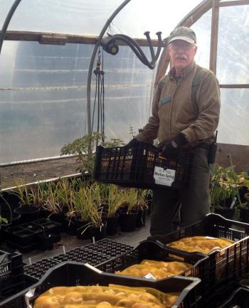 Think spring! Horticulturist Dick Zieg totes a few of the 23,000 bulbs being planted at the Gardens now in anticipation of a vernal display more than twice the size of those in recent years. Tulips in striking combinations, along with hyacinths and other bulbs, make up the new plantings. Courtesy of William Cullina Think spring! Horticulturist Dick Zieg totes a few of the 23,000 bulbs being planted at the Gardens now in anticipation of a vernal display more than twice the size of those in recent years. Tulips in striking combinations, along with hyacinths and other bulbs, make up the new plantings. Courtesy of William Cullina