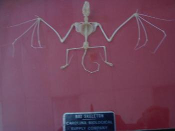 This bat skeleton was among the displays Crowley passed around during the talk. SUSAN JOHNS/Wiscasset Newspaper bat skeleton