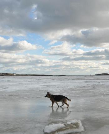 gsd dog popham
