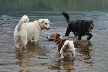dogs