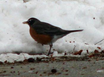 robin, bird