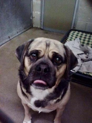 puggle