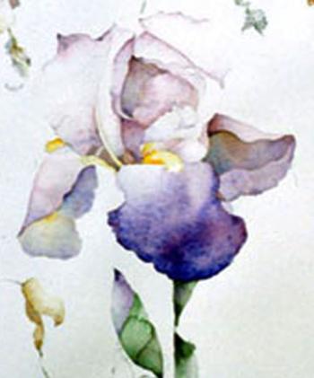 Iris by Kerry Rodrieguez
