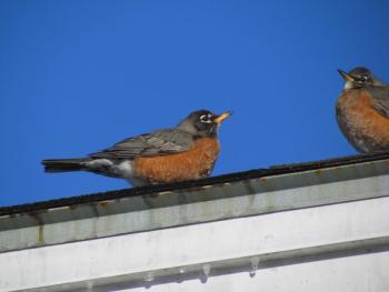 American robin