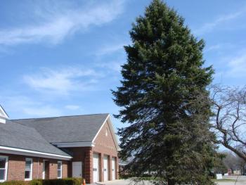 Wiscasset fir